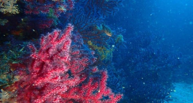 Red corals, Edremit's hidden treasures, to be protected