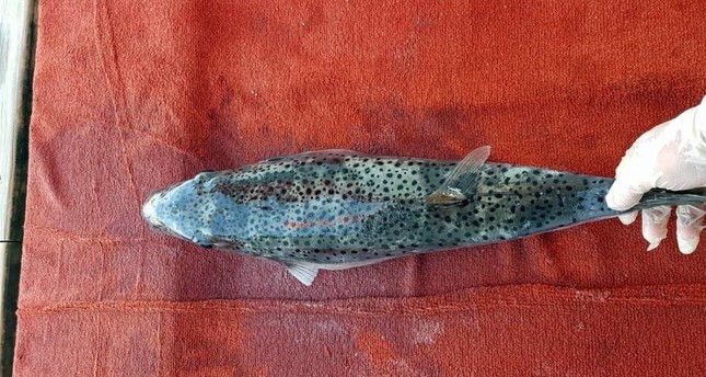 Mediterranean invasion of poisonous toadfish raises concerns