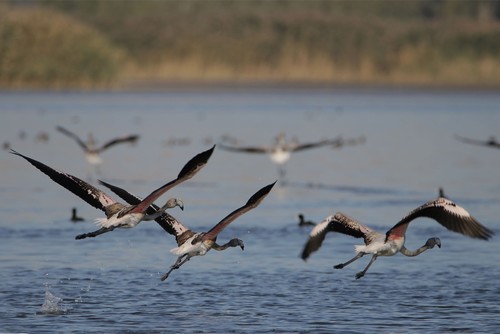 Flamingos begin migration from Lake Van in eastern Turkey