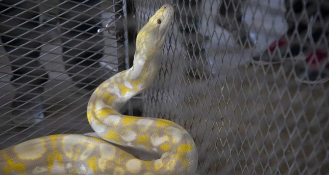 Turkish customs officers seize 17 reptiles, including rare pythons, at…
