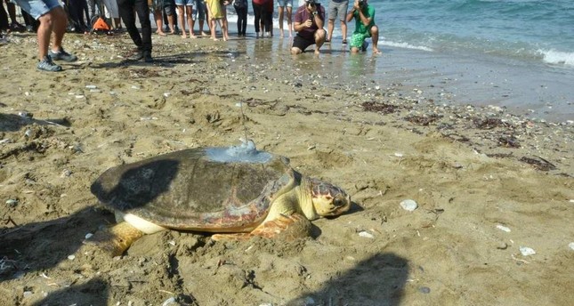 Rehabilitated loggerhead turtle heads back to sea 4 years later