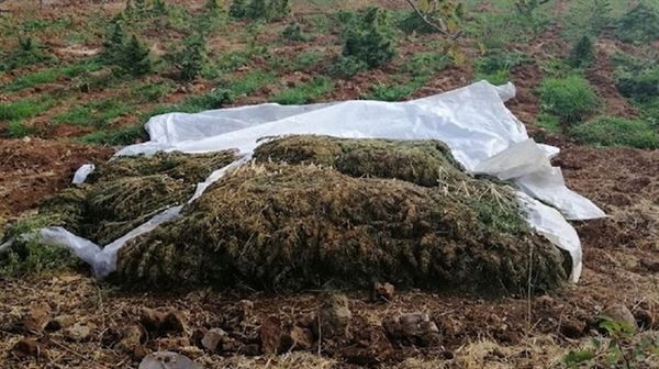 Over 4,500 kg marijuana seized from PKK in Turkey