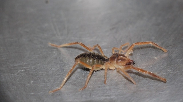 Antalya haberleri: Et yiyen örümceği cam fanusta besliyor