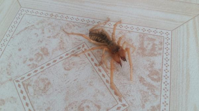 Kahramanmaraş'ta görülen örümcek korkuttu