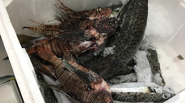 Marmaris'te zehirli balık istilası fiyatları artırdı: Çoğu balıkçı ağları oltaları parçalanmış olarak geri dönüyor