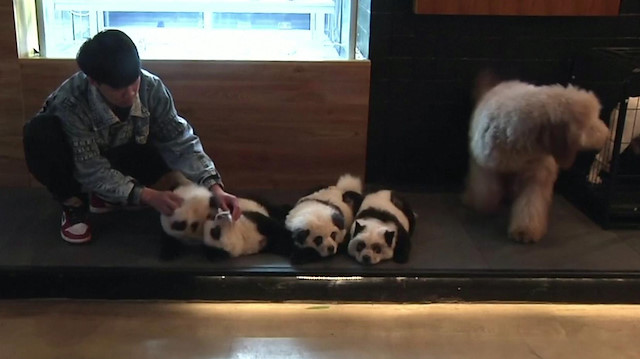 Chinese cafe paints dogs to look like pandas