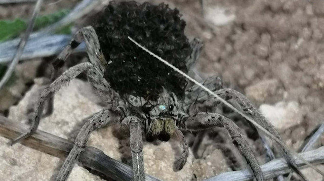 En tehlikeli 9 örümcek türünden biri Bilecik’te görüldü