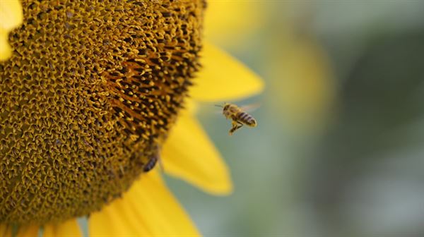 Environmental NGO praises Europe's move to protect bees