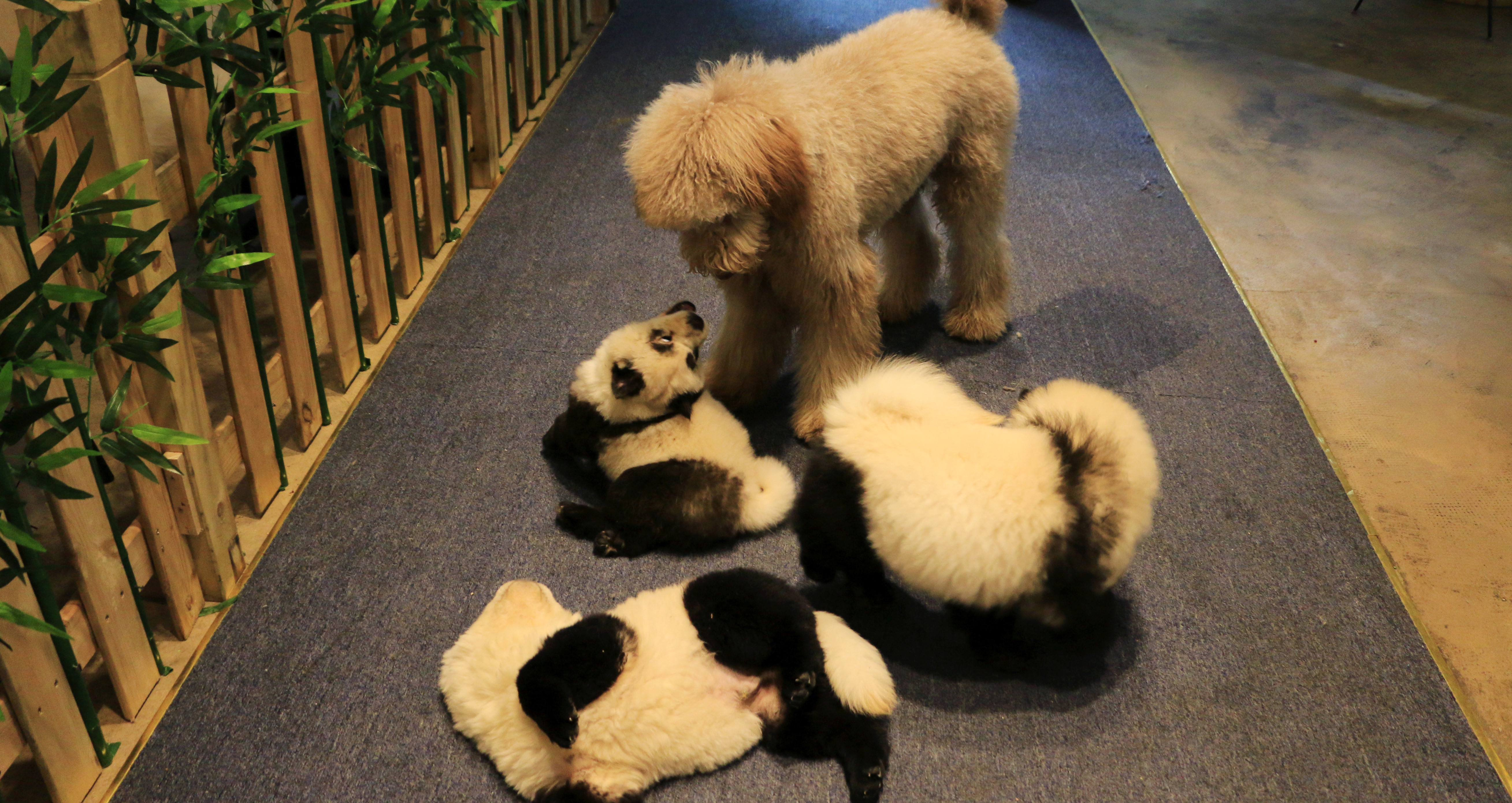 'Something novel': Chinese cafe dyes pups to look like pandas