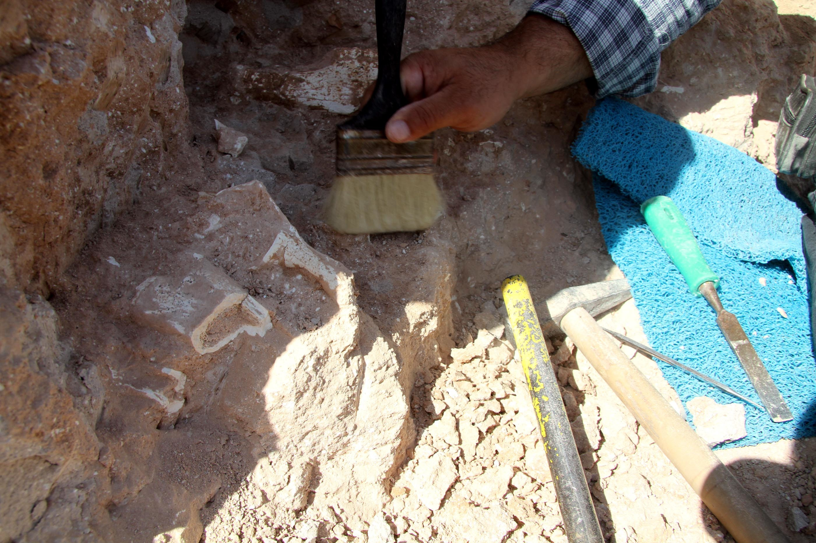 Kayseri'de 8 milyon yıllık at zürafa gergedan ​fosilleri bulundu