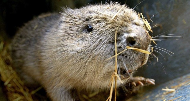 UK turns to beavers in bid to tackle flooding