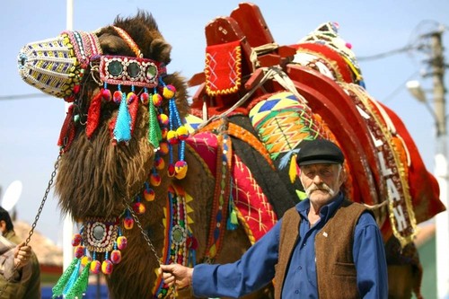 Camel wrestling season kicks off in Turkey