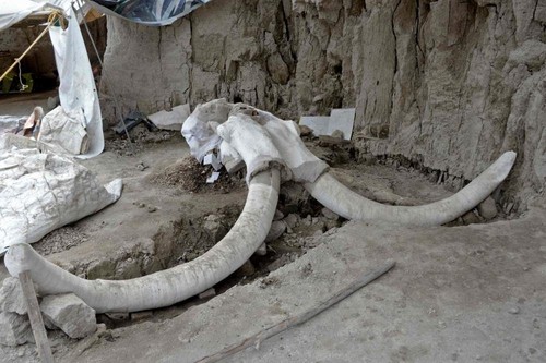15,000-year-old human-made mammoth traps found in Mexico