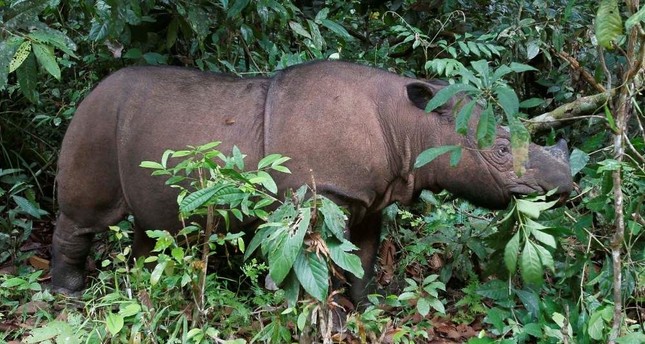 Malaysia's last Sumatran rhino dies of cancer