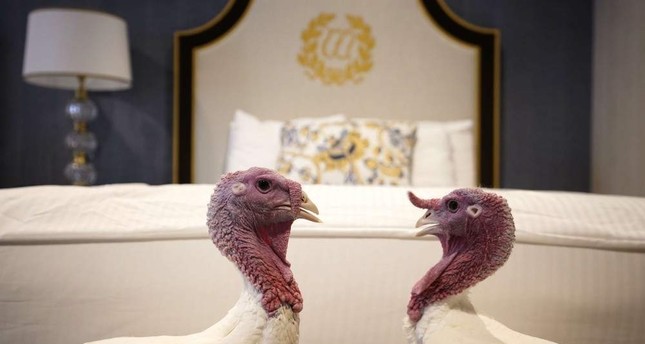 Thanksgiving turkey: Bird with confused origins
