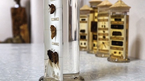 Decades of Turkey's insects on display at Istanbul museum