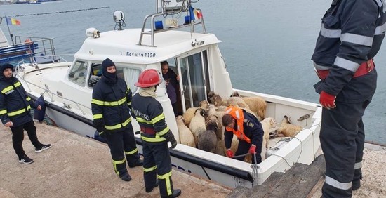 Cargo ship carrying 14,600 sheep from Romania capsizes in Black Sea