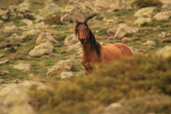 Wild horses photographed on plateaus of western Anatolia