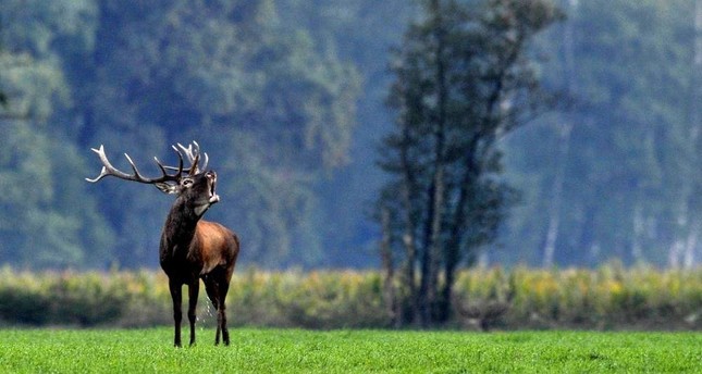 Red deer in Scotland adapt to climate change