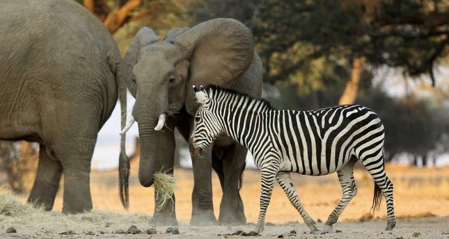 Over 100 elephants die as Zimbabwe wildlife suffers from drought