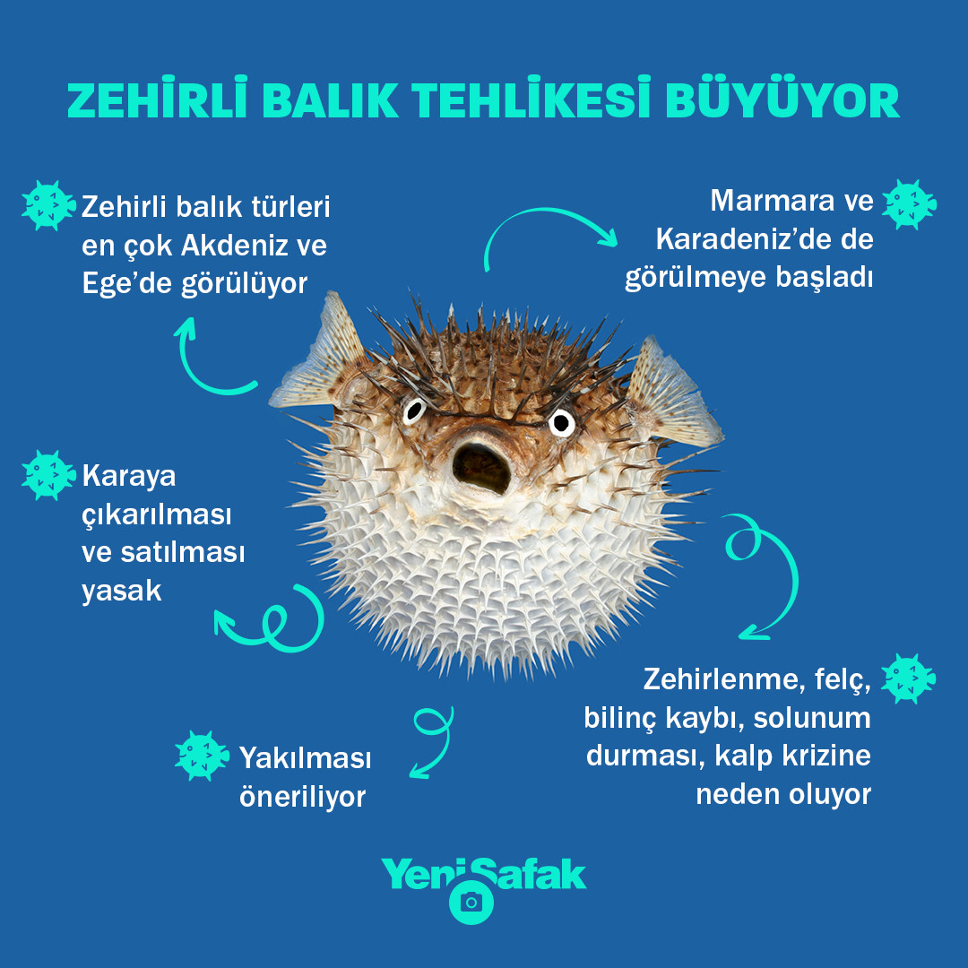 ​Tehdit büyüyor, yayılımı hızlandı: Zehirli balıklar Marmara ve…