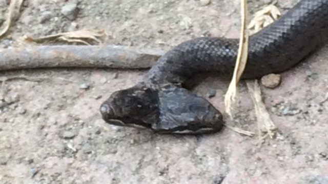 Samsun'da çift başlı yılan bulundu