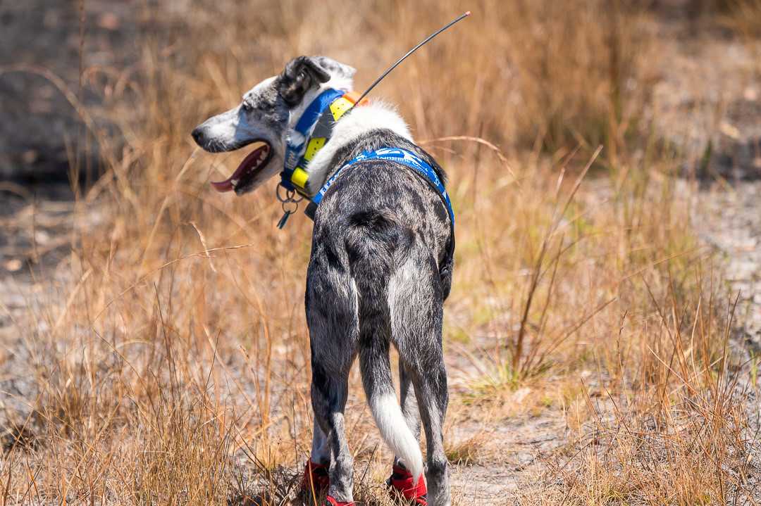 Hero dog helps find koalas injured in Australian bushfires