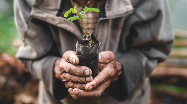 Kenya journalists plant trees to aid climate change