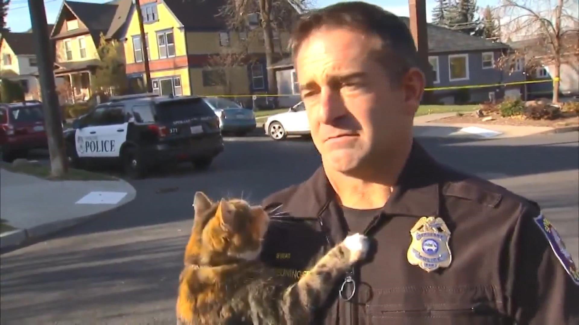 Röportaj veren polisin üzerine sokak kedisi atladı