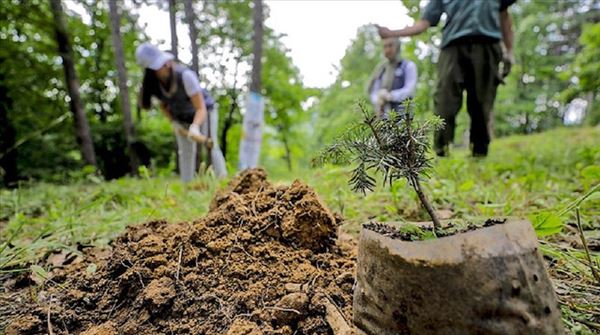 Turkey vows to plant 11M trees, eyes new world records