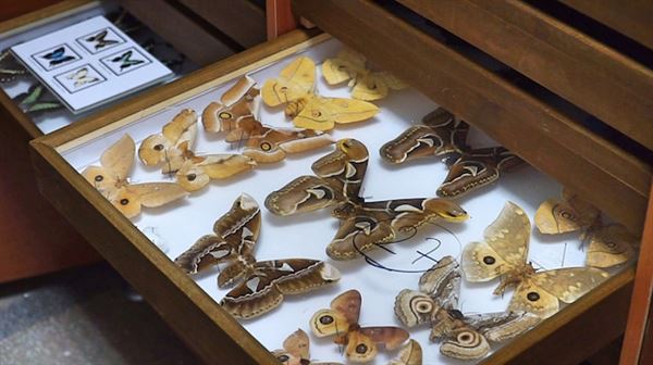 Turkish 'insects museum' collecting bugs for 82 years