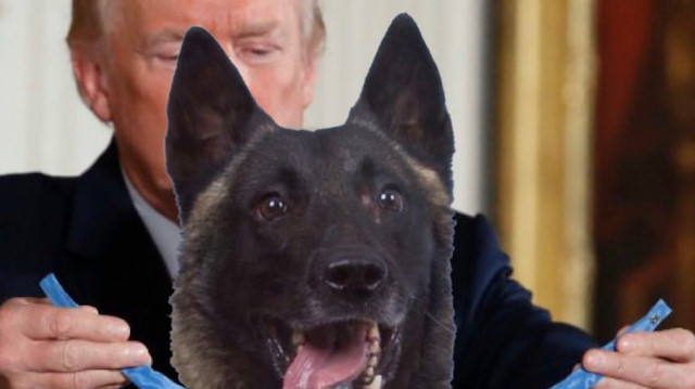ABD Başkanı Trump Bağdadi operasyonunda görevli köpeğe plaket ve…