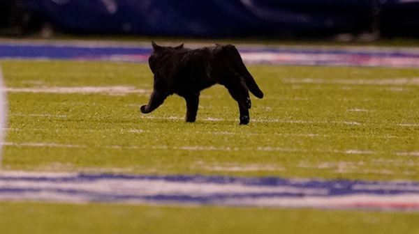 Black cat steals show during 'Monday Night Football'