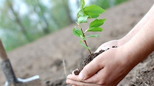 Turkey to plant 11 million saplings in Nov