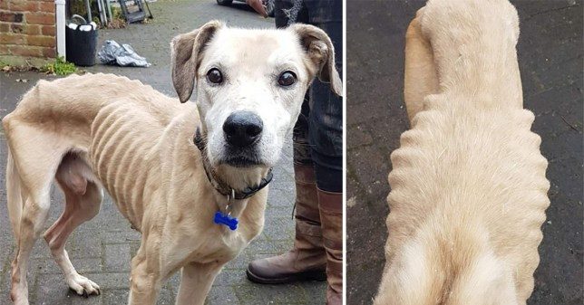 Skin and bones dog abandoned at animal shelter touches the heart of…