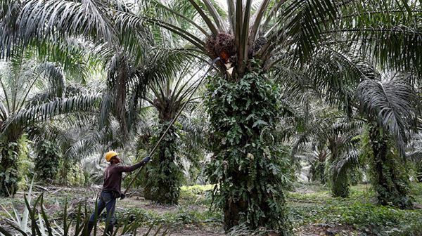 Can insects help clean up palm oil's tarnished image?
