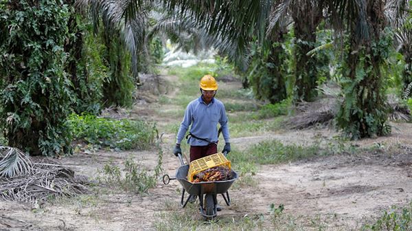 Malaysia turns to Africa after India rebuke on palm oil