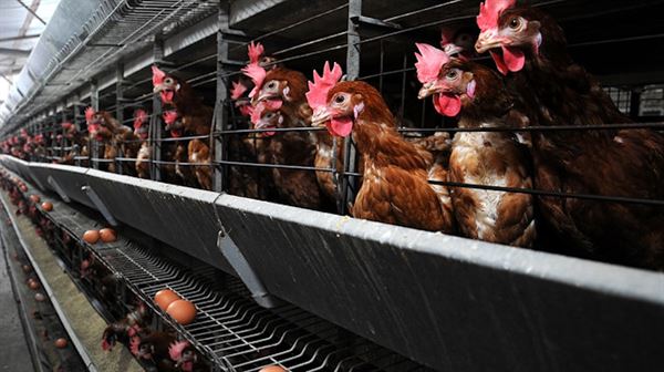 Samsun'da tavuk çiftliği satışa çıkarıldı