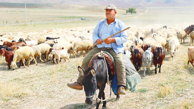 Bitlis haberleri: Bitlis'te uçurumdan düşen 315 koyun telef oldu!