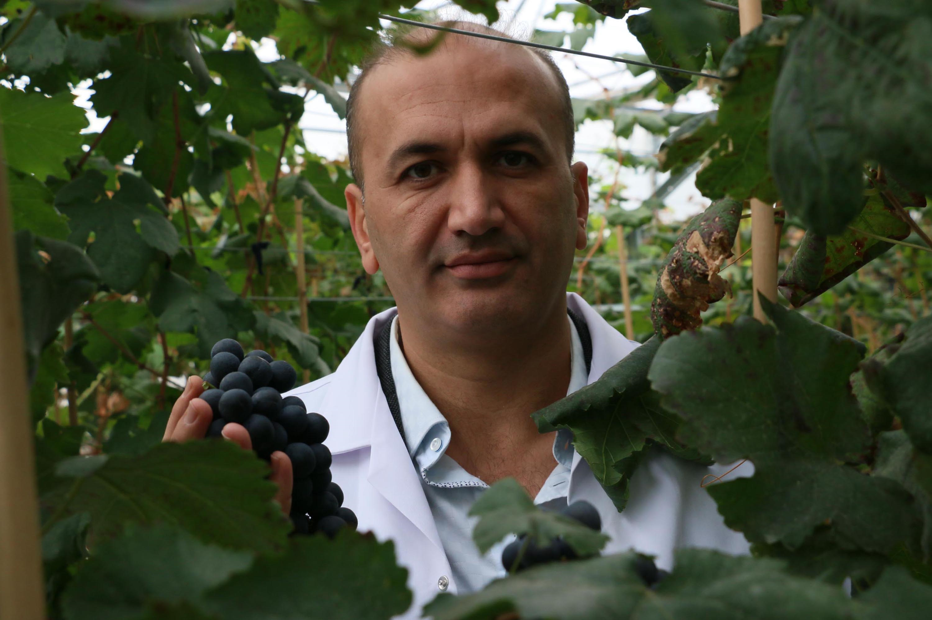 Manisa haberleri: Yılda 2 kez üzüm hasadı hedefi gerçek oldu:
