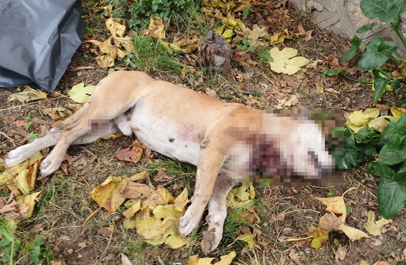 Okul bahçesinde, boğazı kesilmiş köpek ölüsü bulundu: Polis harekete…