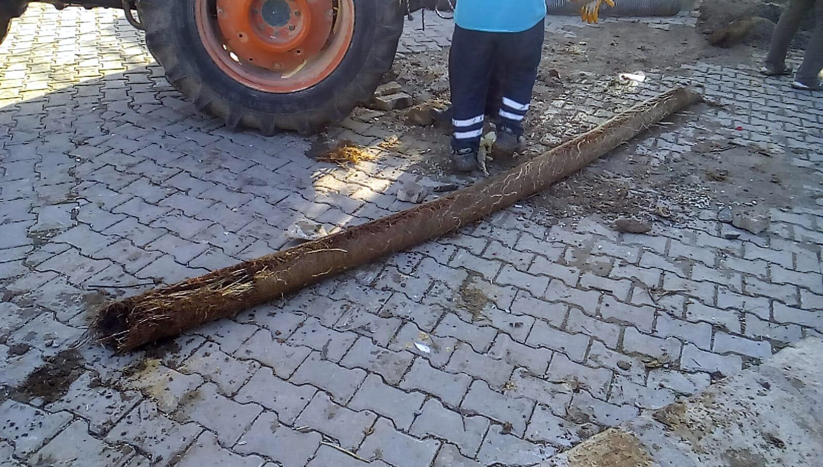 Manisa haberleri: Kanalizasyon hattından 10 metrelik ağaç kökü…