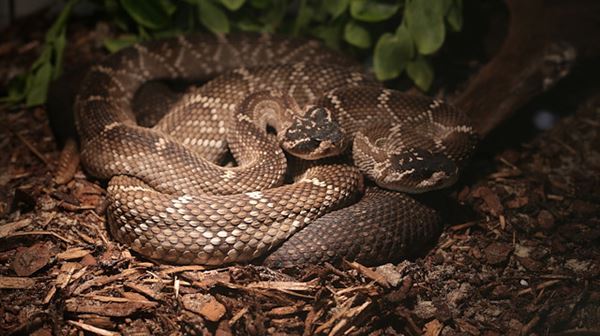 American woman found dead in house with 140 snakes
