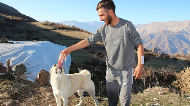 Kendisini ayı saldırısından kurtaran köpeklerine yemek ziyafeti çekti