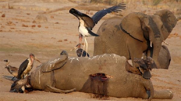 Zimbabwe plans mass migration of wildlife over drought