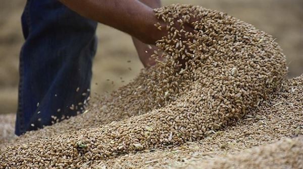 الجزائر تخفض واردات القمح من الخارج للحفاظ على النقد الأجنبي