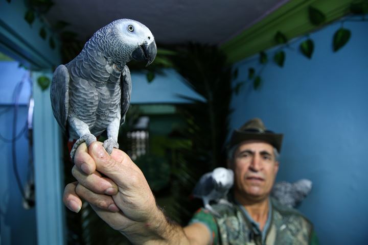 Zeytinburnu'nda tropik adaya çevirdiği iş yerinde papağan eğitiyor