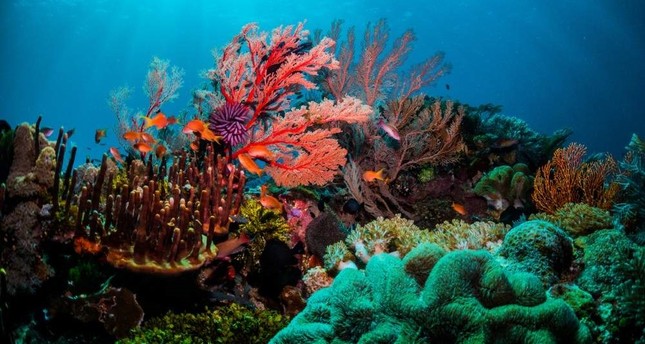 Plummeting ocean oxygen levels threaten marine life