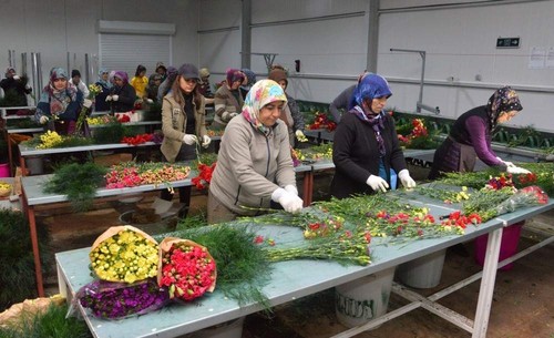 Flowers from Antalya to adorn homes across Europe, Russia for Christmas and New Year's
