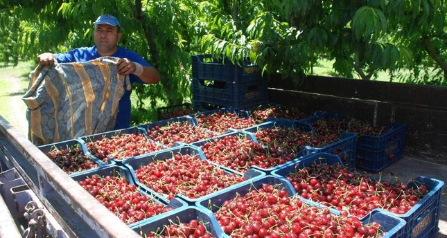 US may hit Turkish cherries with tariffs after anti-dumping probe
